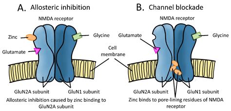 NMDA Receptor Wikipedia, 58% OFF | www.gbu-presnenskij.ru