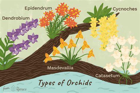 20 Types of Orchids to Use as Houseplants