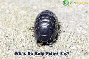 What Do Rolly Pollies Eat? » Golden Spike Company