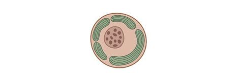 Endosymbiotic Theory: Definition, Theory, and Examples