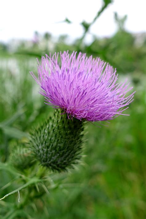 Cirsium vulgare - Wildflowers of the National Capital Region