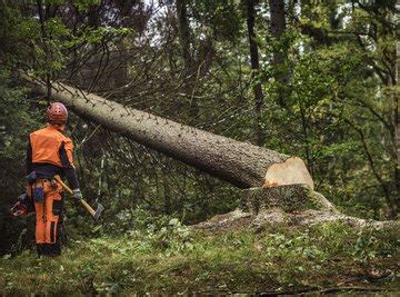 Advanced Tree Felling Techniques | Sciencing