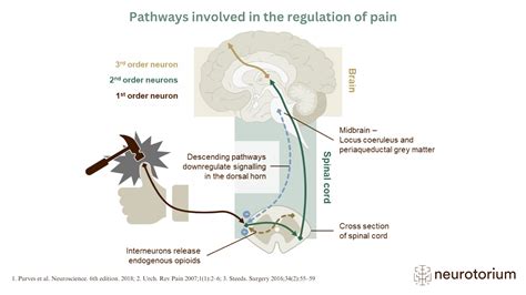 Pathways involved in the regulation of pain - Neurotorium