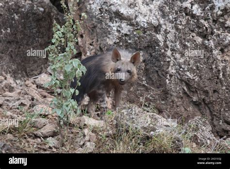 Brown hyena cub in den Stock Photo - Alamy