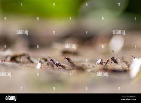 Flying ants nest hi-res stock photography and images - Alamy