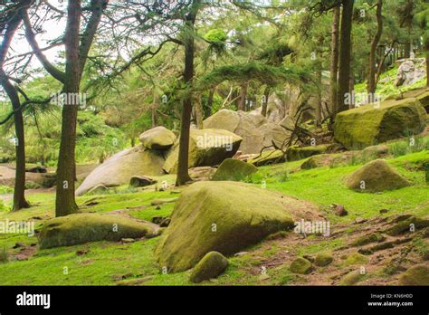 Trees on a rocky terrain Stock Photo - Alamy