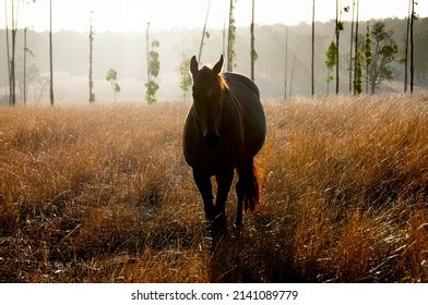 Horse Breed Waler Photos and Images | Shutterstock