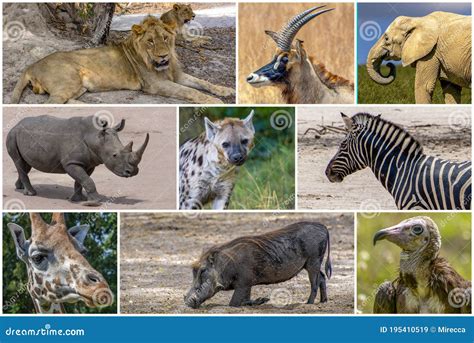 A Collage of Photos about Wild Animals - Africa Stock Image - Image of collage, animals: 195410519