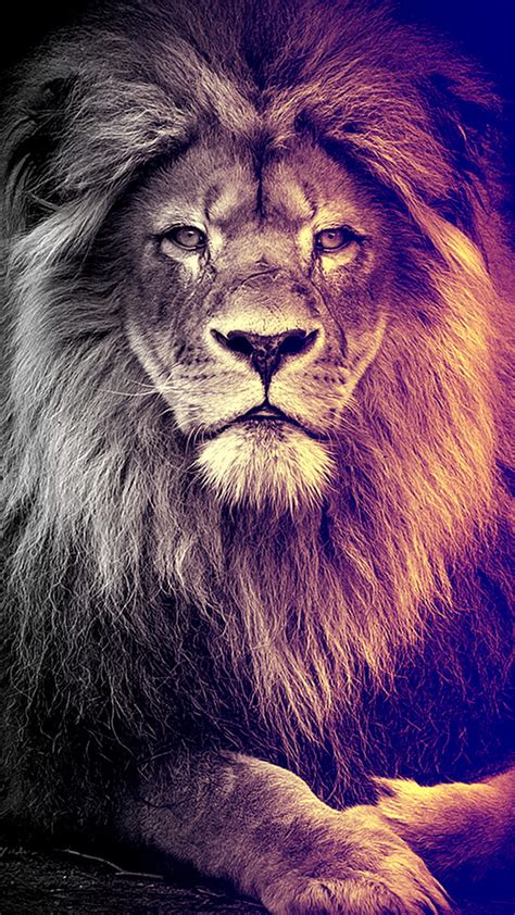 King, black, lion, lions, HD phone wallpaper | Peakpx