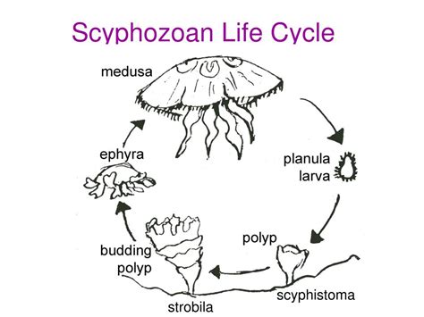 PPT - The Characteristics of Phylum Cnidaria PowerPoint Presentation ...