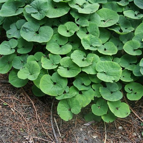 Asarum canadense, Wild Ginger - Keystone Wildflowers