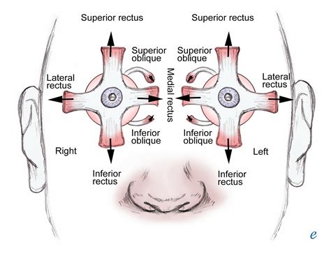 Musculoskeletal, Neural, And Ocular Physiology