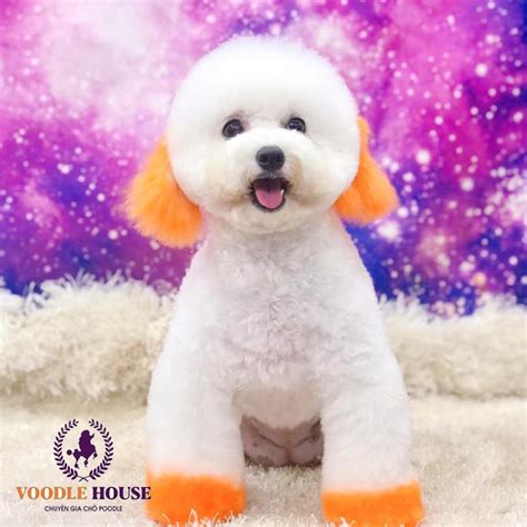 KINH NGHIỆM PHỐI GIỐNG CHÓ POODLE MÀU TRẮNG - Voodle House