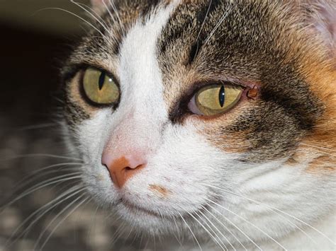 Pet Cat with Tick Near Eye. Ixodes Scapularis. Stock Image - Image of tick, common: 42216917