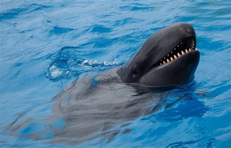 False Killer Whales The Friendly Master of Echolocation - Ocean Info