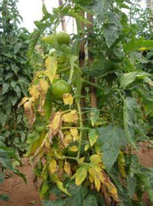 Fusarium Wilt In Processing Tomatoes