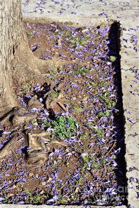 Jacaranda mimosifolia flowers fallen near tree roots III Photograph by ...