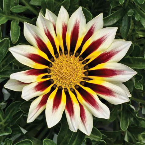 Drought Tolerant Gazania White Frosty Flame Ground Cover Plant Flower Seed