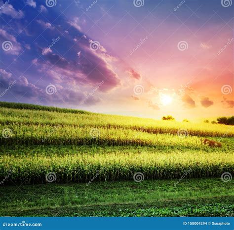 The corn field at a sunset stock photo. Image of green - 158004294