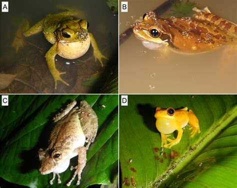 Feeding Site Specificity in Frog-biting Midges (Corethrellidae),Journal of Insect Behavior - X-MOL