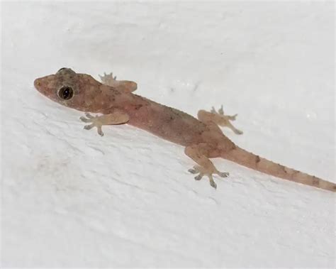 Tropical House Gecko - Facts, Diet, Habitat & Pictures on Animalia.bio