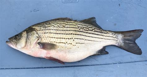 Illegal Hybrid Striped Bass Found in Lake Chesdin Highlights Stocking ...