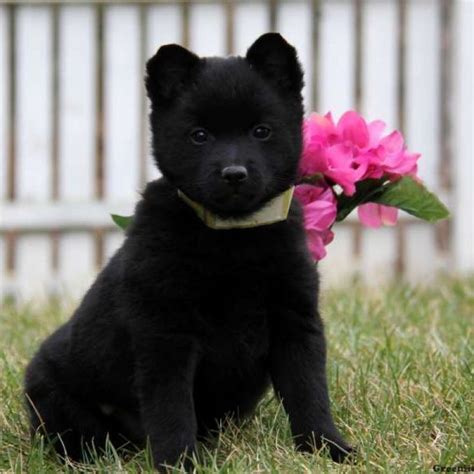 Schipperke Puppies For Sale | Greenfield Puppies | Schipperke puppies, Schipperke, Greenfield ...