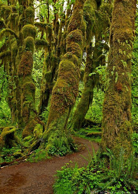 Hall of Mosses Trail, Hoh Rainforest, Olympic National Park | Olympic national park, National ...