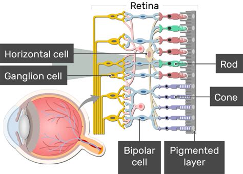 Retina - Anatomy and physiology | GetBodySmart