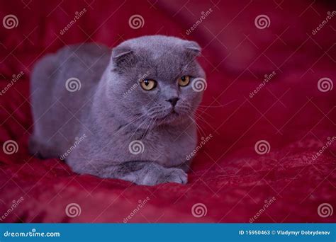 Scottish cat stock image. Image of purr, culture, looking - 15950463