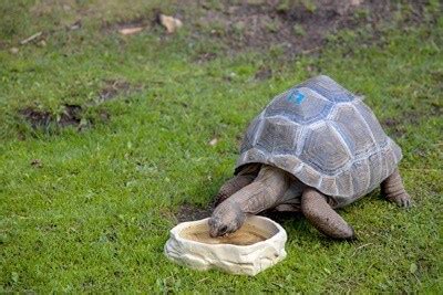 What Kind of Water Do Tortoise Drink? (Safe vs. Unsafe)