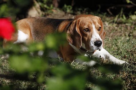 Bagle Hound (Basset Hound & Beagle Mix): Info, Pictures, Facts | Hepper