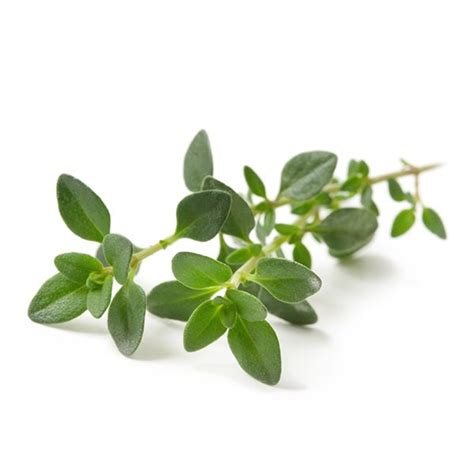 Thyme - Superb Herb