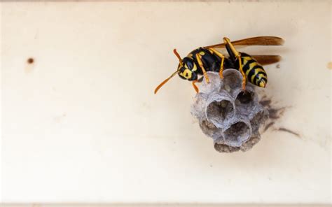 Do-It-Yourself Wasp Removal | ABC Humane Wildlife Control and Prevention