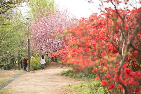 Cherry Blossoms at Jeonju Wansan Park