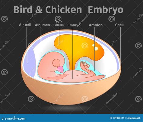 Bird Chicken Embryo Anatomy Organ Parts Egg Embryo Diagram Cross ...