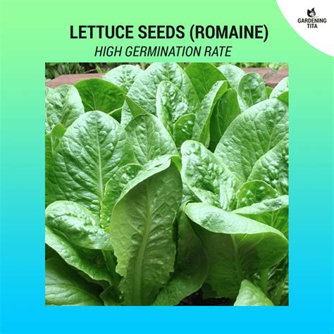 Lettuce Seeds (Romaine) - 500 seeds - Gardening Tita