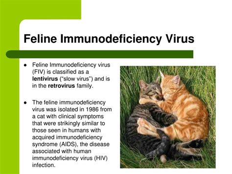 PPT - Feline Immunodeficiency Virus PowerPoint Presentation, free ...