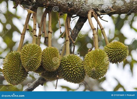 Fruitfulness stock image. Image of perennial, durian - 21531669