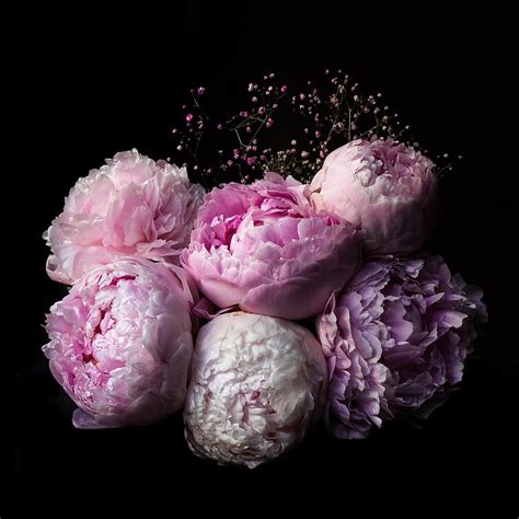 Pink & Lavender Peonies Pictures, Photos, and Images for Facebook ...