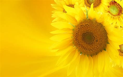 🔥 [43+] HD Sunflower Wallpapers | WallpaperSafari