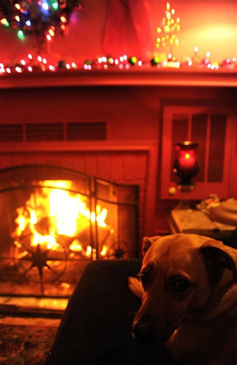 Rosie in front of a Christmas time fireplace, wreath, Chri… | Flickr