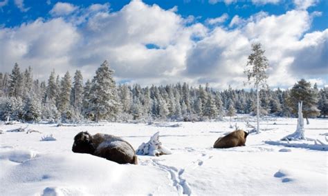 Yellowstone National Park Winter Vacations & Activities - AllTrips