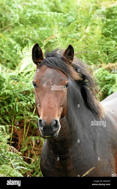 connemara pony irland Stock Photo - Alamy