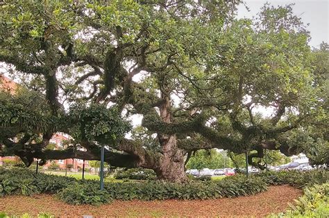 Explore Louisiana's Giant Live Oak Trees | The Heart of Louisiana