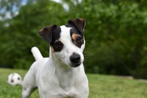 Training a Jack Russell - How to train a Jack Russell Terrier