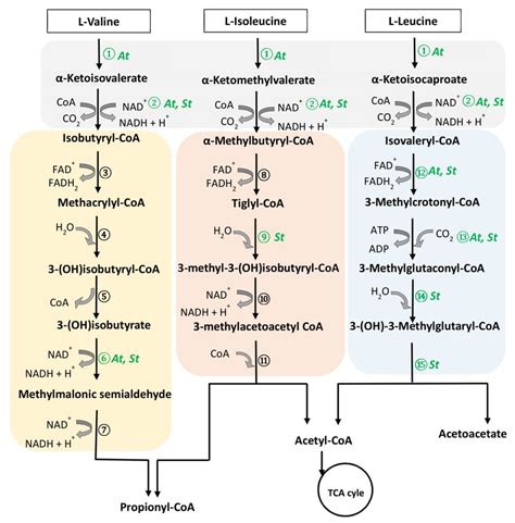 รายการ 90+ ภาพพื้นหลัง การกำจัด Alpha-keto Acid เป็นกรดอะมิโนโดยปฏิกิริยาที่เรียกว่า สวยมาก