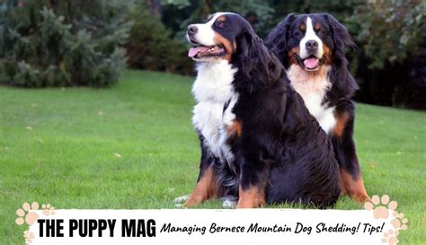 Bernese Mountain Dog Shedding: How To Deal With It! – The Puppy Mag