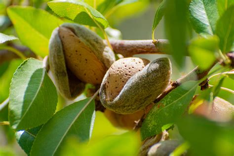 Sweet Almond – Aqua Oleum