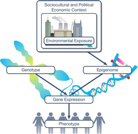 The environment shapes the epigenome, which regulates the way that ...